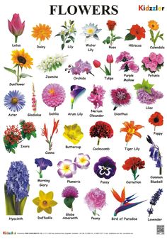 a poster with flowers and their names on it's front cover, showing the different types