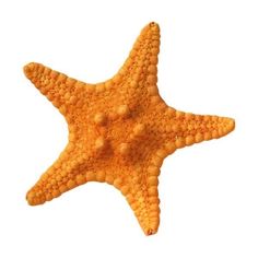 an orange starfish on a white background with no image in it's description