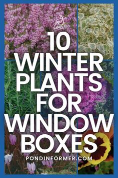 flowers with the words 10 winter plants for window boxes