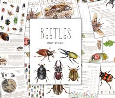 the beetles unit study is shown with pictures of bugs and other insect species on it