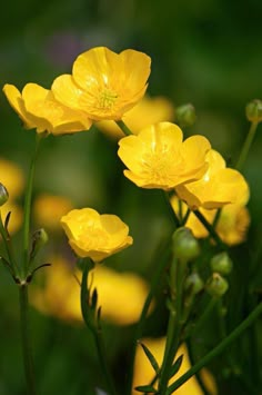 yellow flowers are blooming in the grass