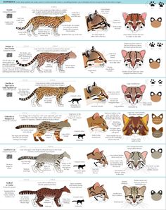 the different types of animals that are in each animal's body and their markings