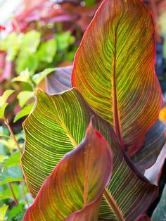 some very pretty green and red leaves in the grass