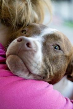 a woman holding a brown and white dog in her arms while wearing a pink shirt