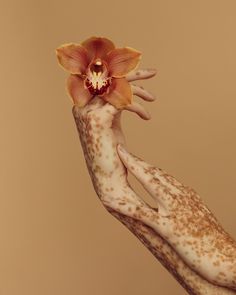 two hands holding an orange flower in front of a brown background with dots on it