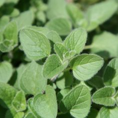 some green leaves that are growing in the grass