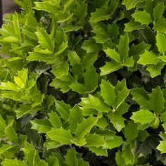 green leaves are growing on the branches of a tree