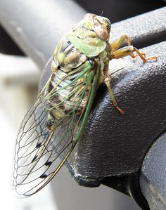 a large insect sitting on top of a metal object