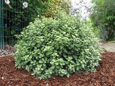 a green bush in the middle of some mulchy brown leaves on the ground