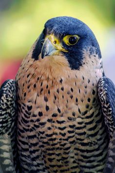 a large bird with yellow eyes sitting on top of a table