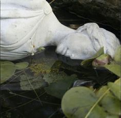 a white statue laying on top of water next to plants and leaves in a pond