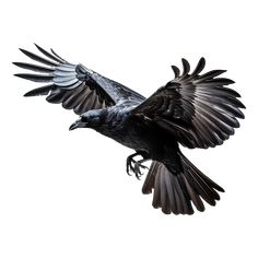 a large black bird flying through the air