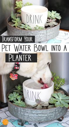 a dog drinking water out of a bowl in front of a planter with the words transform your pet water bowl into a planter