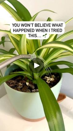 a potted plant sitting on top of a table next to a white wall with a quote above it