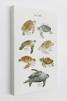 an illustration of sea turtles in different colors and sizes on a white background with the words sea turtle written below it