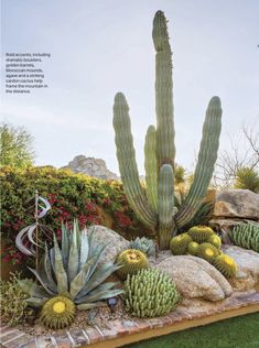 an image of a cactus garden with rocks and cacti