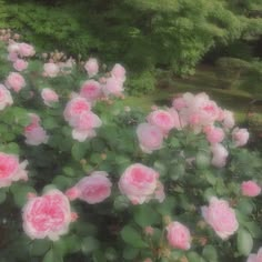 pink roses are blooming in the garden