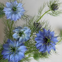 some blue flowers are in a vase on a table