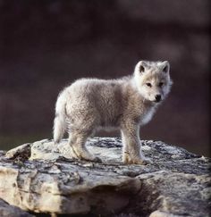 a small white wolf standing on top of a rock