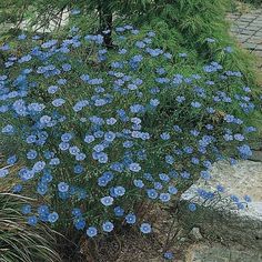 blue flowers are growing in the garden next to some rocks