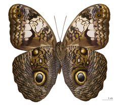 a close up of a butterfly on a gray background