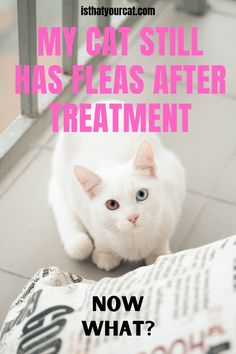 a white cat sitting on top of a floor next to a newspaper with the words, my cat still has fleas after treatment now what?