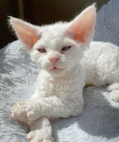 a small white cat laying on top of a bed