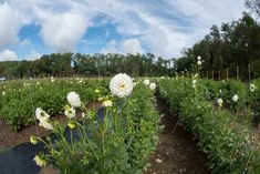 a field full of white flowers under a blue sky with some clouds in the background