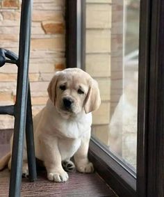 a puppy sitting on the floor next to a window looking out at it's surroundings