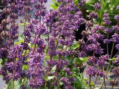 purple flowers are blooming in the garden