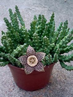 a potted plant with a bow on the top is sitting on the ground outside