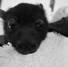 a black and white photo of a small animal with the name samhan written on it