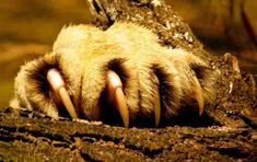 an animal's paw with long claws sticking out of it