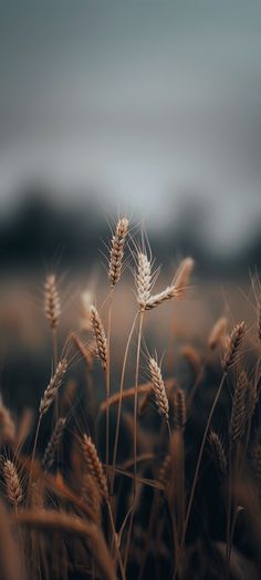 a field with some tall grass in the foreground