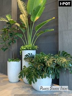 three potted plants sitting on top of a white table next to a gray wall