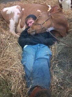 a man laying on the ground next to a brown and white cow with his mouth open