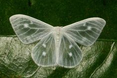 a white moth sitting on top of a green leaf