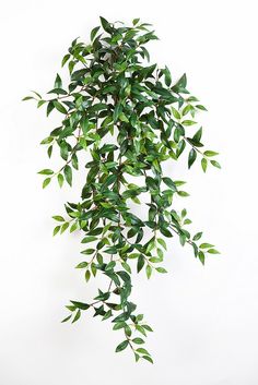 a plant with green leaves hanging from it's side on a white wall background