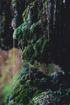 moss growing on the side of a rock covered in drops of water and raindrops