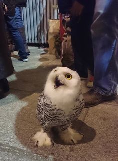 an owl sitting on the ground in front of people