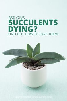 a potted plant with the words are your succulents dying? find out how to save them