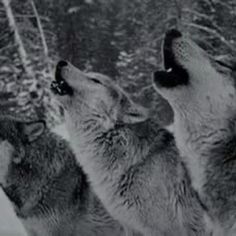 three wolfs are looking up at the sky