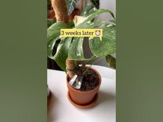 there is a potted plant that has the words 3 weeks later written on it