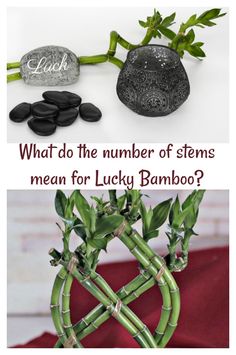 some rocks and plants with the words what do the number of stems mean for lucky bamboo?