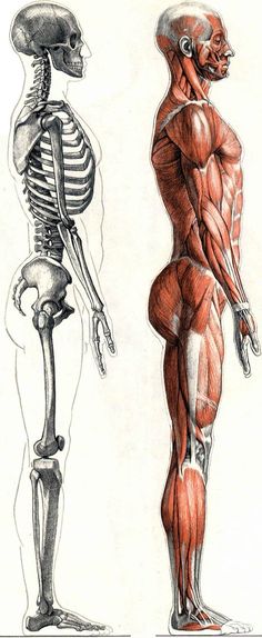 two different views of the human body, one showing muscles and the other showing bones