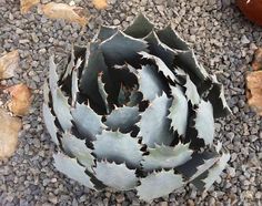 a large green plant sitting on top of a gravel covered ground next to small rocks