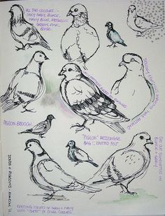 an image of birds that are drawn in different ways on paper with some words written below them