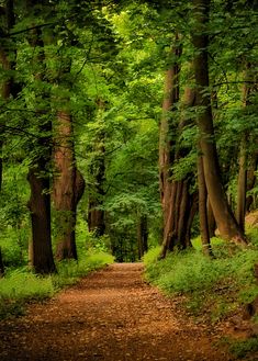 a dirt path in the middle of a lush green forest