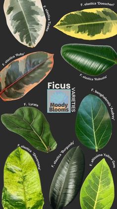 different types of leaves are shown in this image, with the words ficus on it