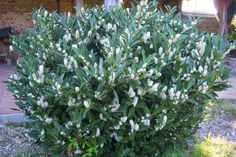 a bush with white flowers and green leaves